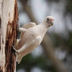 Cacatua sanguinea at Watson Green Space - 16 Mar 2024