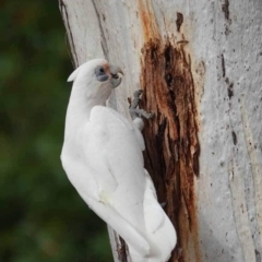 Cacatua sanguinea at Watson Green Space - 16 Mar 2024