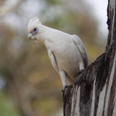 Cacatua sanguinea at Watson Green Space - 16 Mar 2024