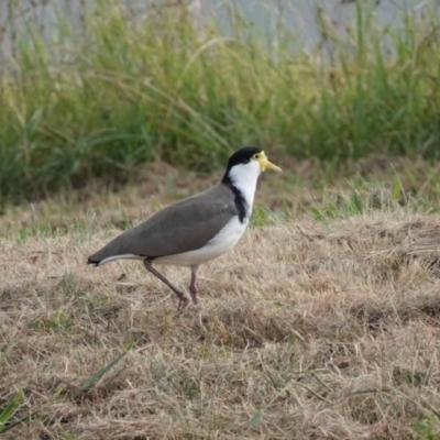 Vanellus miles (Masked Lapwing) at Watson, ACT - 16 Mar 2024 by AniseStar