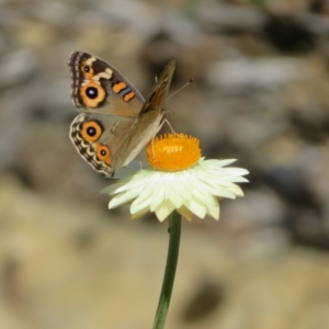 Junonia villida at ANBG - 12 Mar 2024