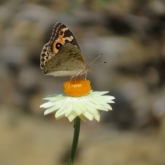 Junonia villida at ANBG - 12 Mar 2024