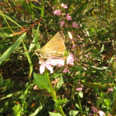 Dispar compacta (Barred Skipper) at ANBG - 11 Mar 2024 by Christine