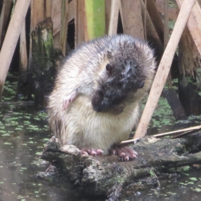 Hydromys chrysogaster (Rakali or Water Rat) at Fyshwick, ACT - 14 Mar 2024 by Christine