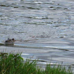 Hydromys chrysogaster at Jerrabomberra Wetlands - 14 Mar 2024