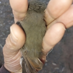 Pachycephala pectoralis (Golden Whistler) at Albury - 16 Mar 2024 by RobCook