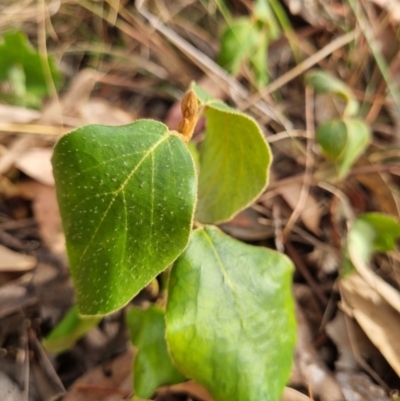 Cornus florida (Dogwood) at Tuggeranong Hill - 11 Mar 2024 by VeraKurz