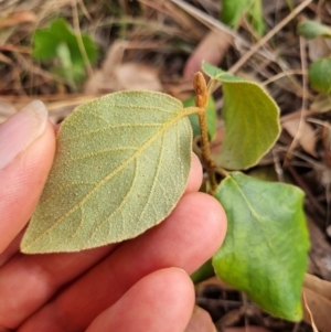 Cornus florida at Tuggeranong Hill - 11 Mar 2024