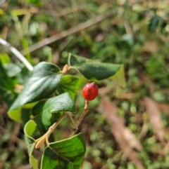 Cornus florida at Tuggeranong Hill - 11 Mar 2024