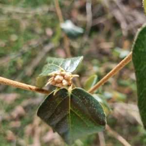 Cornus florida at Tuggeranong Hill - 11 Mar 2024