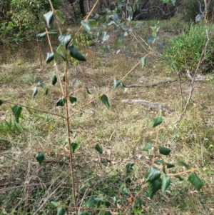 Cornus florida at Tuggeranong Hill - 11 Mar 2024