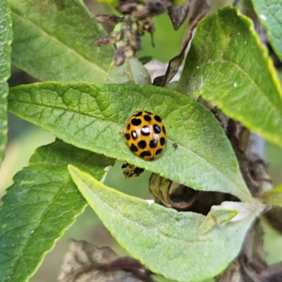 Harmonia conformis (Common Spotted Ladybird) at QPRC LGA - 15 Mar 2024 by MatthewFrawley