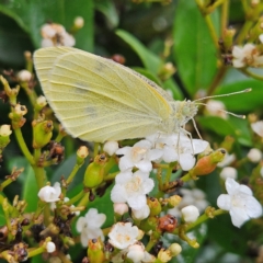 Pieris rapae (Cabbage White) at QPRC LGA - 15 Mar 2024 by MatthewFrawley