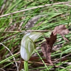 Pterostylis curta (Blunt Greenhood) at Paddys River, ACT - 22 Oct 2023 by Venture