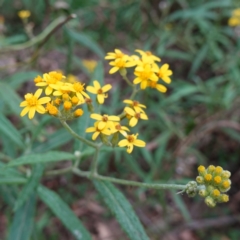 Senecio linearifolius var. arachnoideus (Cobweb Fireweed Groundsel) at QPRC LGA - 13 Mar 2024 by RobG1