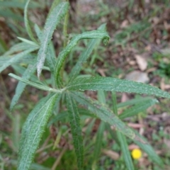 Senecio linearifolius var. arachnoideus at QPRC LGA - 13 Mar 2024 03:07 PM