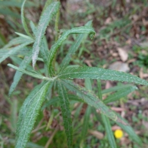 Senecio linearifolius var. arachnoideus at QPRC LGA - 13 Mar 2024 03:07 PM