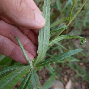 Senecio linearifolius var. arachnoideus at QPRC LGA - 13 Mar 2024 03:07 PM