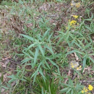 Senecio linearifolius var. arachnoideus at QPRC LGA - 13 Mar 2024 03:07 PM