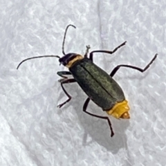 Chauliognathus lugubris (Plague Soldier Beetle) at Tallangatta Valley, VIC - 16 Mar 2024 by Merry