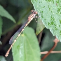 Austrolestes leda (Wandering Ringtail) at Watson, ACT - 15 Mar 2024 by AniseStar