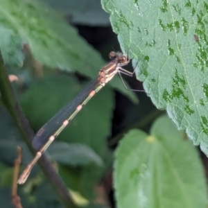 Austrolestes leda at Watson, ACT - 16 Mar 2024