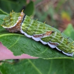 Papilio aegeus at Watson, ACT - 16 Mar 2024