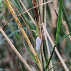 Anzora unicolor (Grey Planthopper) at Watson, ACT - 15 Mar 2024 by AniseStar