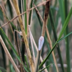 Anzora unicolor at Watson, ACT - 16 Mar 2024