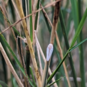 Anzora unicolor at Watson, ACT - suppressed