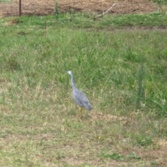 Egretta novaehollandiae (White-faced Heron) at Wallaroo, NSW - 16 Mar 2024 by AniseStar