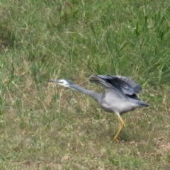 Egretta novaehollandiae at Wallaroo, NSW - 16 Mar 2024