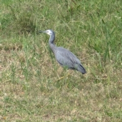 Egretta novaehollandiae at Wallaroo, NSW - 16 Mar 2024