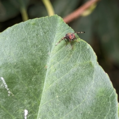 Pogonortalis doclea (Boatman fly) at Wallaroo, NSW - 16 Mar 2024 by AniseStar