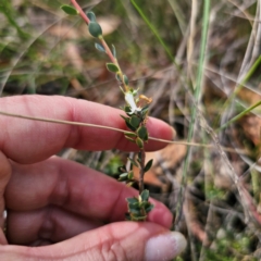 Brachyloma daphnoides at QPRC LGA - 16 Mar 2024