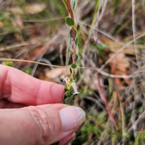 Brachyloma daphnoides at QPRC LGA - 16 Mar 2024