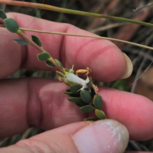 Brachyloma daphnoides at QPRC LGA - 16 Mar 2024