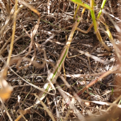 Tenodera australasiae (Purple-winged mantid) at Young, NSW - 12 Mar 2024 by Csteele4