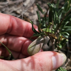 Billardiera scandens (Hairy Apple Berry) at QPRC LGA - 16 Mar 2024 by Csteele4