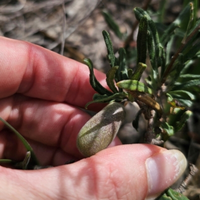 Billardiera scandens (Hairy Apple Berry) at QPRC LGA - 16 Mar 2024 by Csteele4