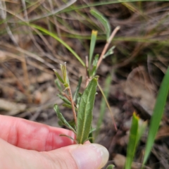 Billardiera scandens at suppressed - 16 Mar 2024