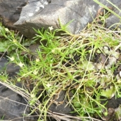 Sagina namadgi (Native Pearlwort) at Bolaro, NSW - 23 Feb 2024 by DavidMcKay