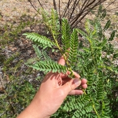 Indigofera australis subsp. australis at Red Hill to Yarralumla Creek - 16 Mar 2024 02:05 PM