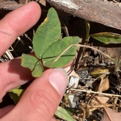 Glycine tabacina at Red Hill to Yarralumla Creek - suppressed