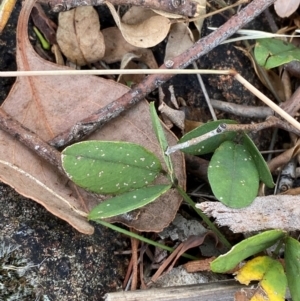 Glycine tabacina at Red Hill to Yarralumla Creek - suppressed