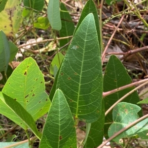 Hardenbergia violacea at Red Hill to Yarralumla Creek - 16 Mar 2024 02:02 PM