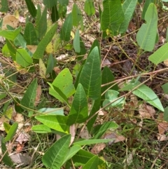 Hardenbergia violacea at Red Hill to Yarralumla Creek - 16 Mar 2024 02:02 PM