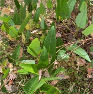 Hardenbergia violacea at Red Hill to Yarralumla Creek - 16 Mar 2024