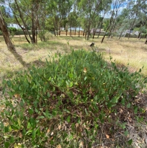 Hardenbergia violacea at Red Hill to Yarralumla Creek - 16 Mar 2024