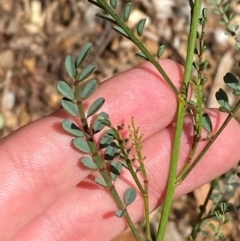 Indigofera adesmiifolia (Tick Indigo) at Garran, ACT - 16 Mar 2024 by Tapirlord